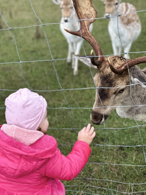 Im Gütle Rehe besuchen Im Gütle Rehe besuchen